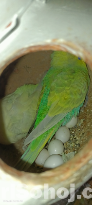 Birds
